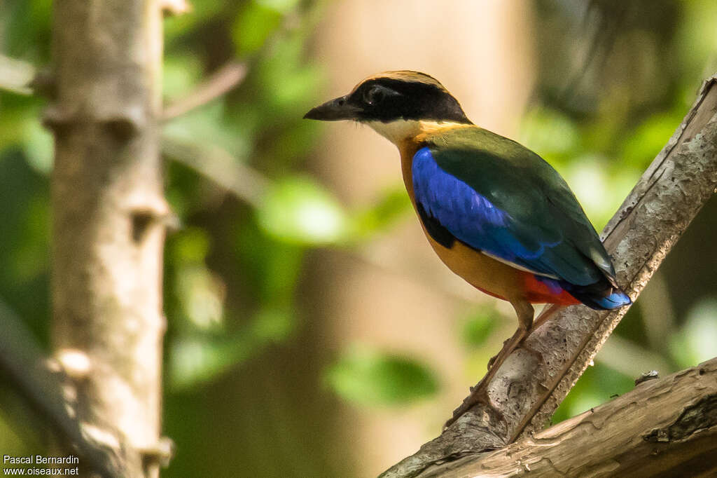 Brève à ailes bleuesadulte, identification