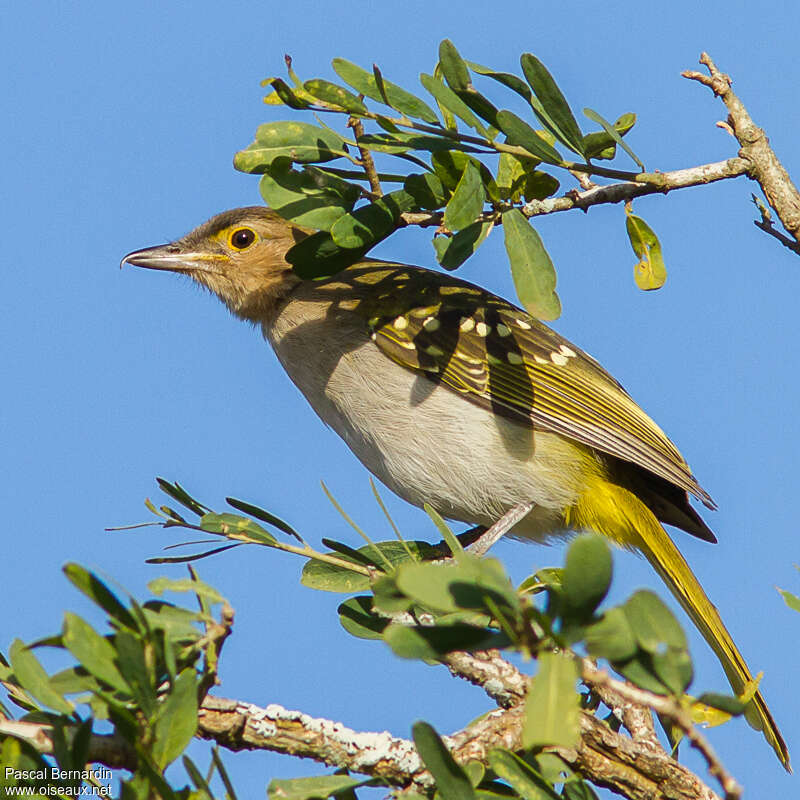 Eastern Nicatoradult, identification