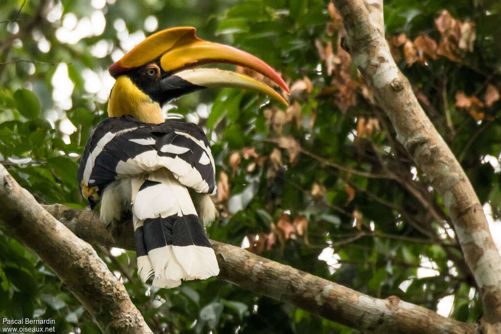 Great Hornbill female, Behaviour