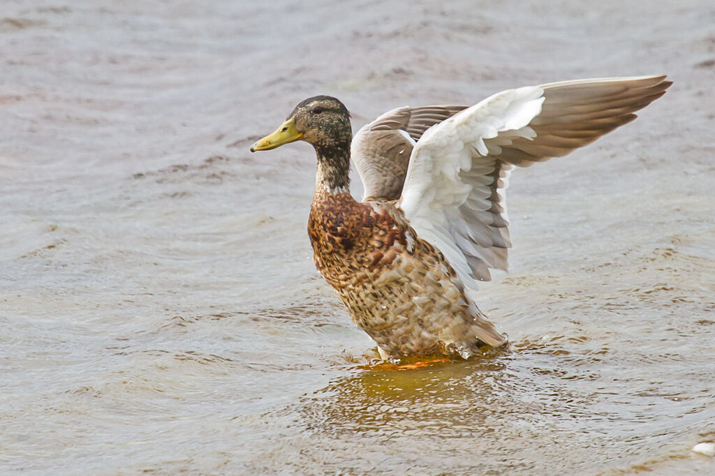 Canard colvert