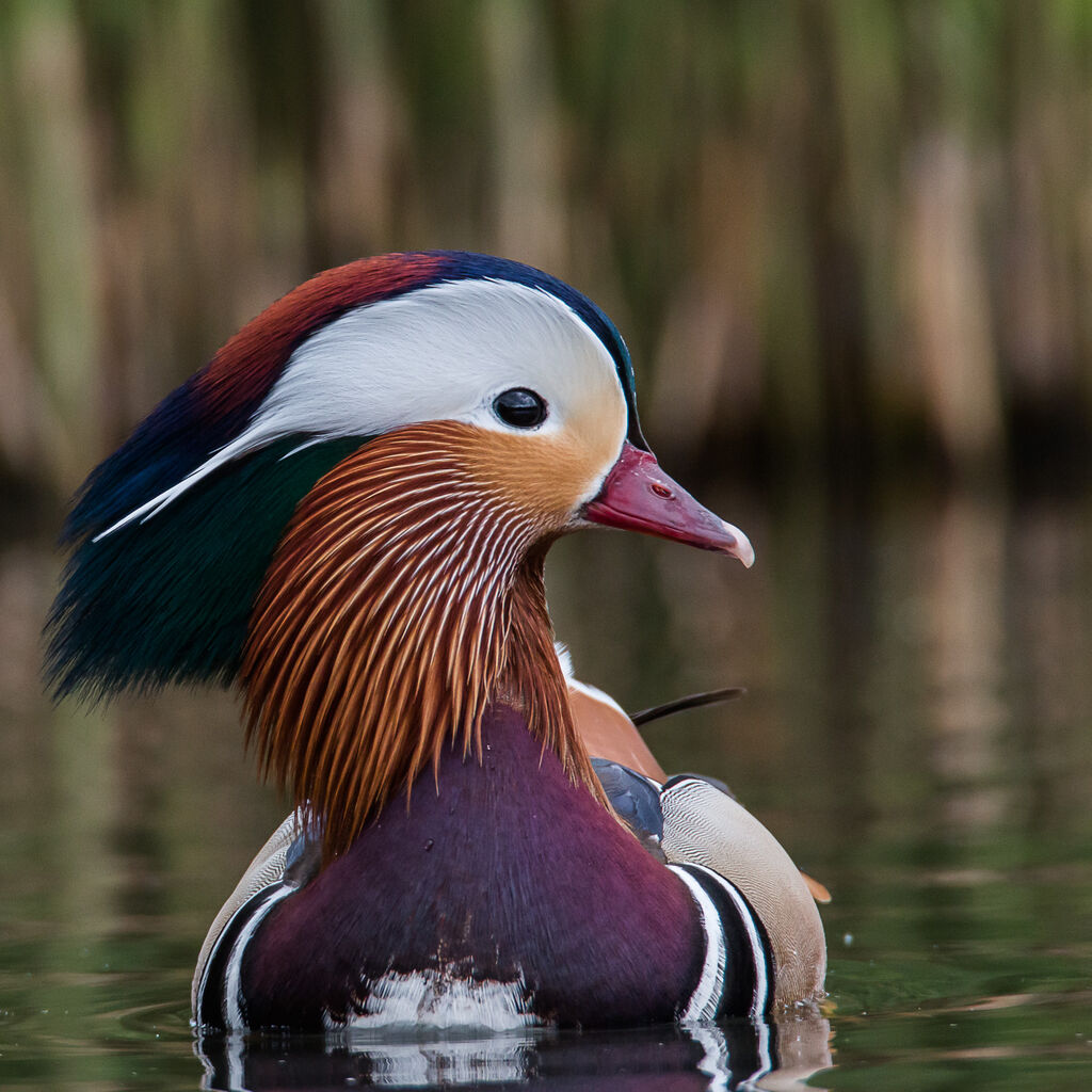 Canard mandarin