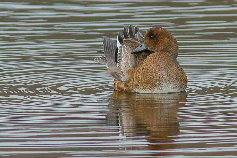 Canard siffleur femelle adulte