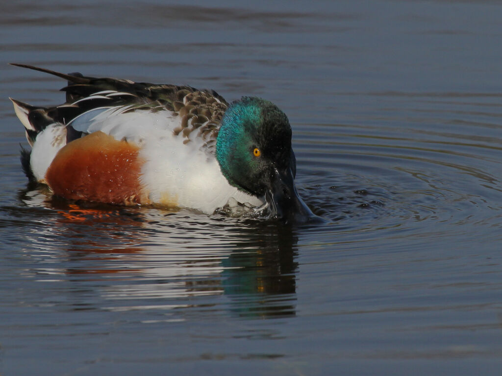 Canard souchet mâle adulte