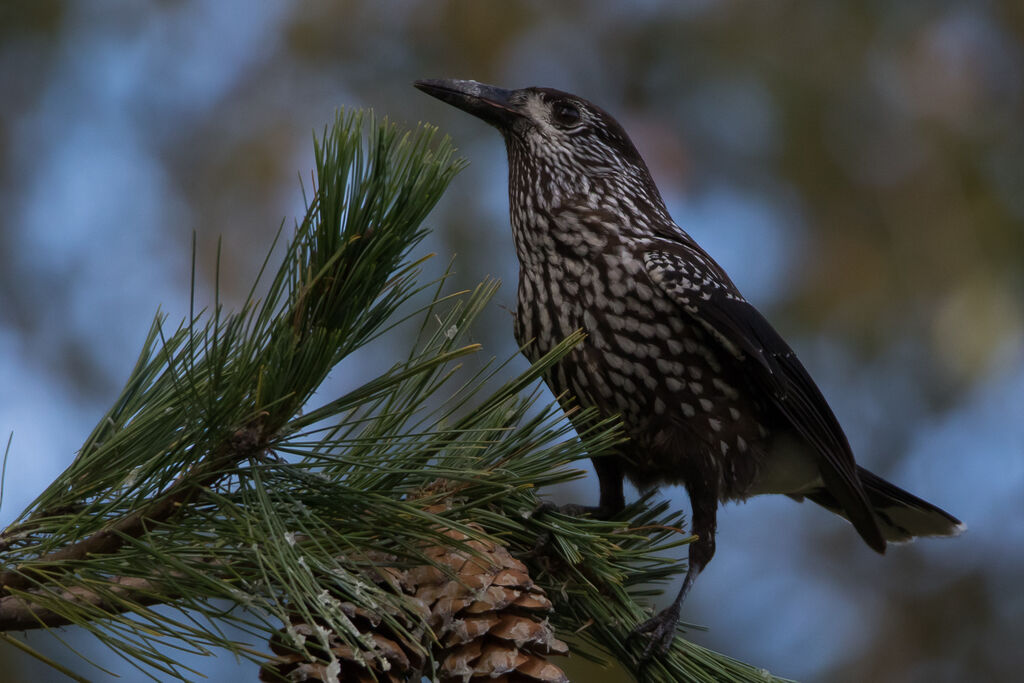 Northern Nutcracker