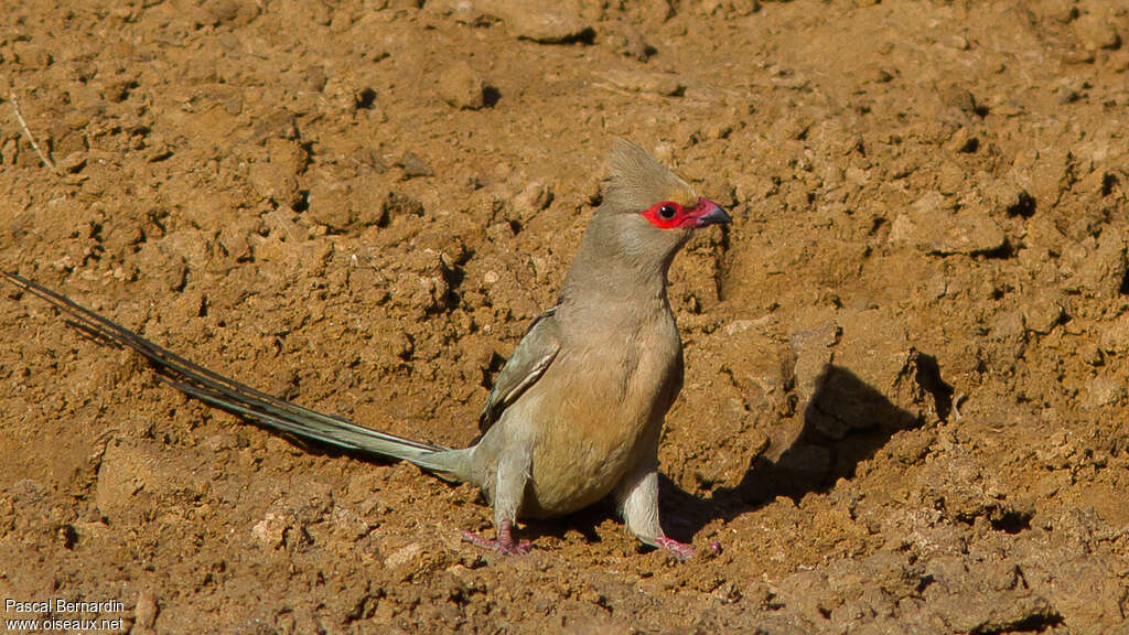 Coliou quirivaadulte, identification