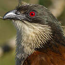 Coucal de Burchell