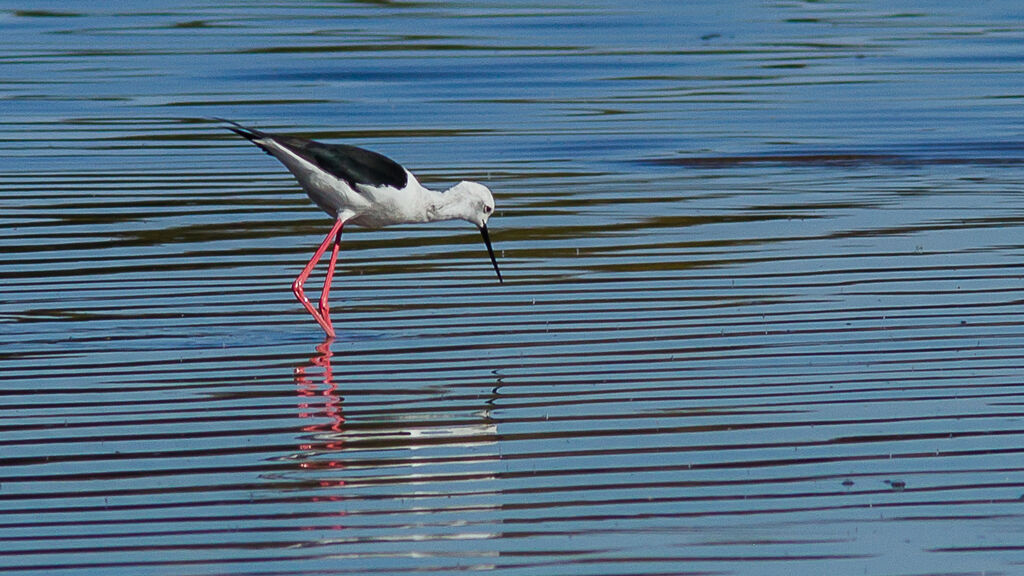 Échasse blanche