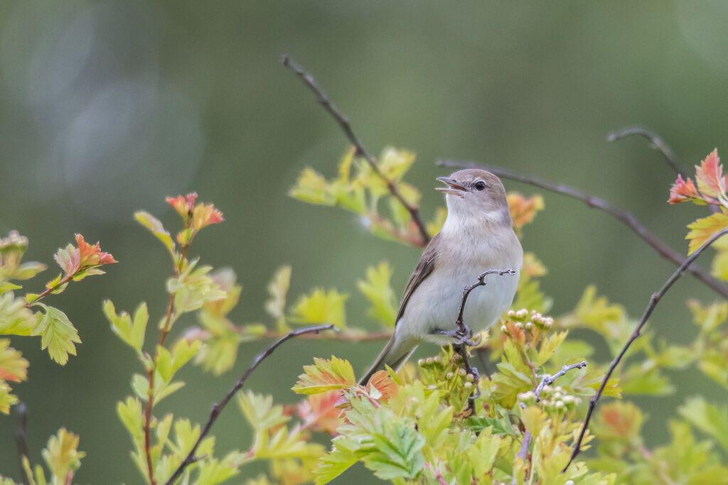 Fauvette des jardins, portrait, chant