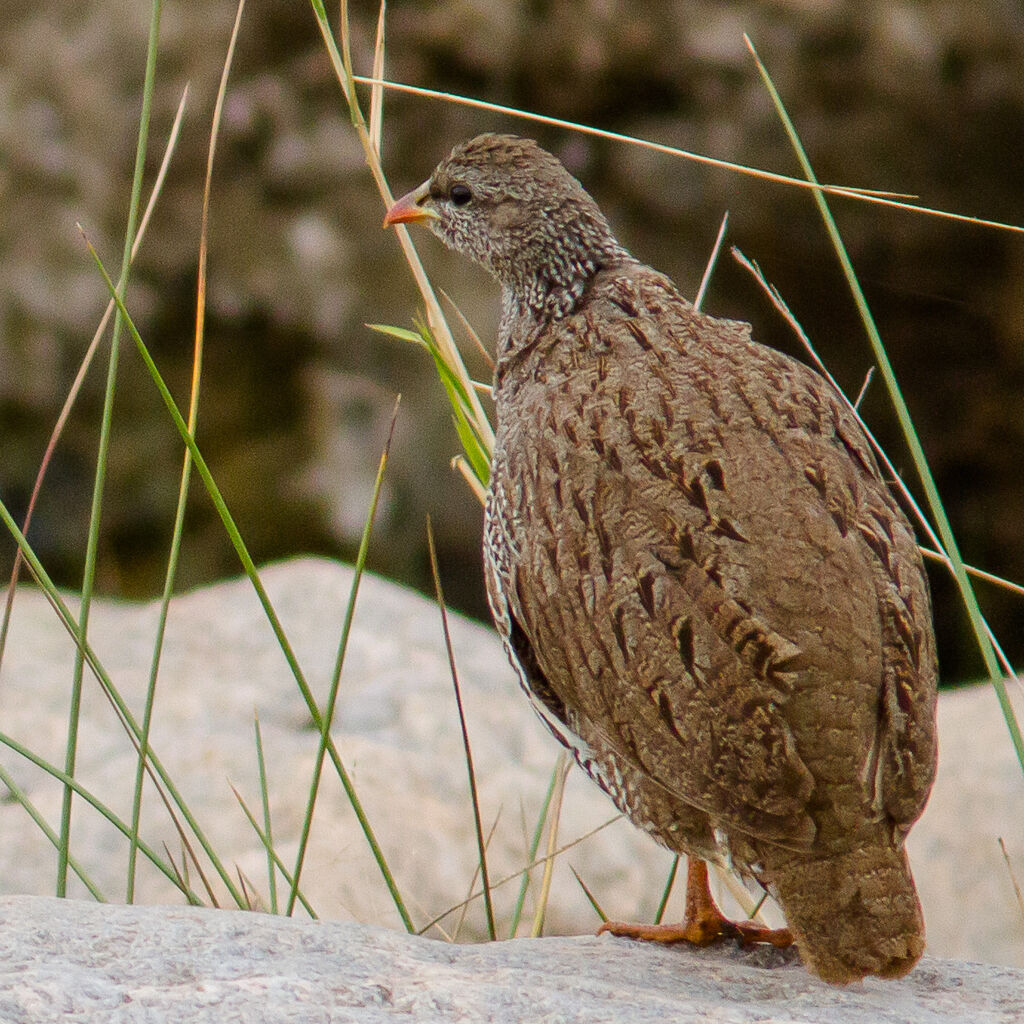 Francolin du Natal