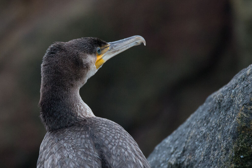 Grand Cormoranjuvénile