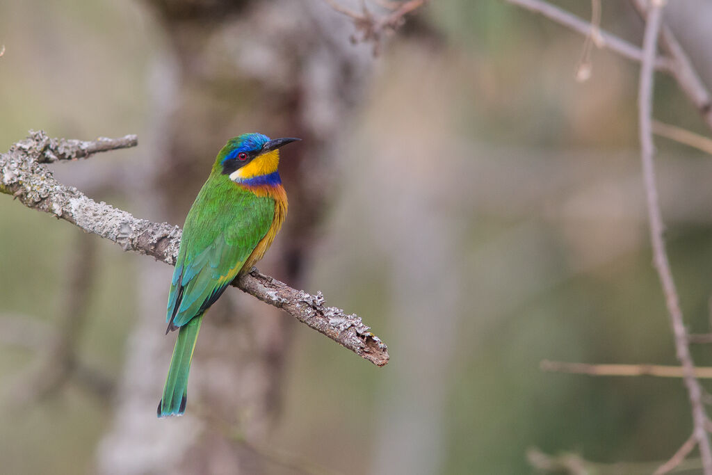 Ethiopian Bee-eater