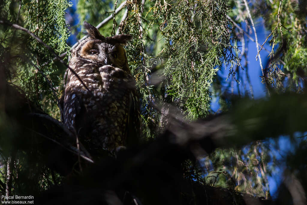 Hibou d'Abyssinieadulte