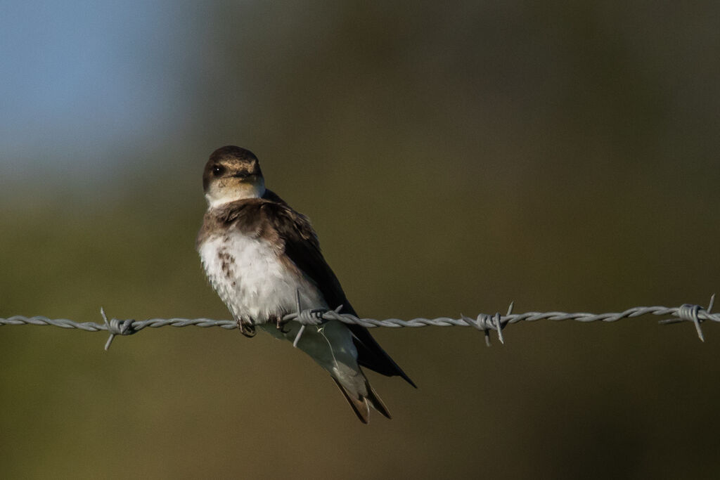 Hirondelle de rivage, portrait