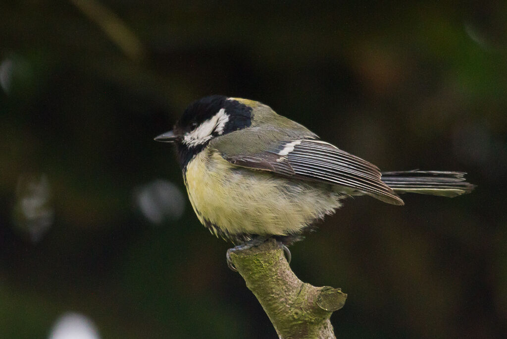 Mésange charbonnière
