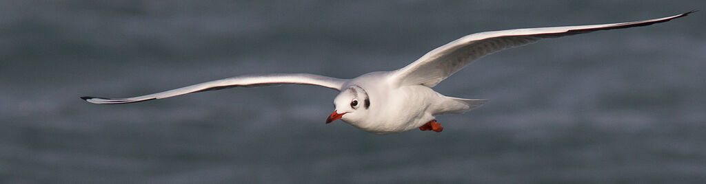 Mouette rieuseadulte
