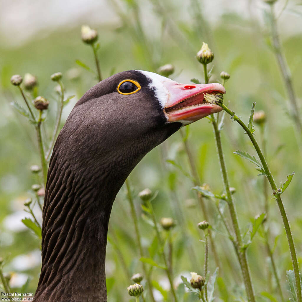 Lesser White-fronted Gooseadult, pigmentation, eats