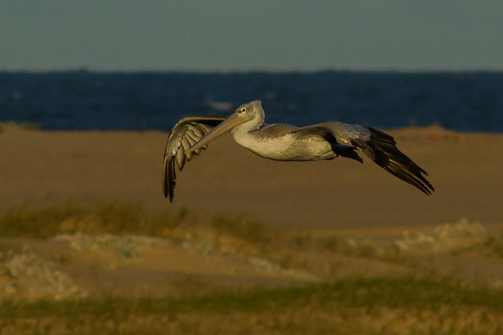 Pélican gris