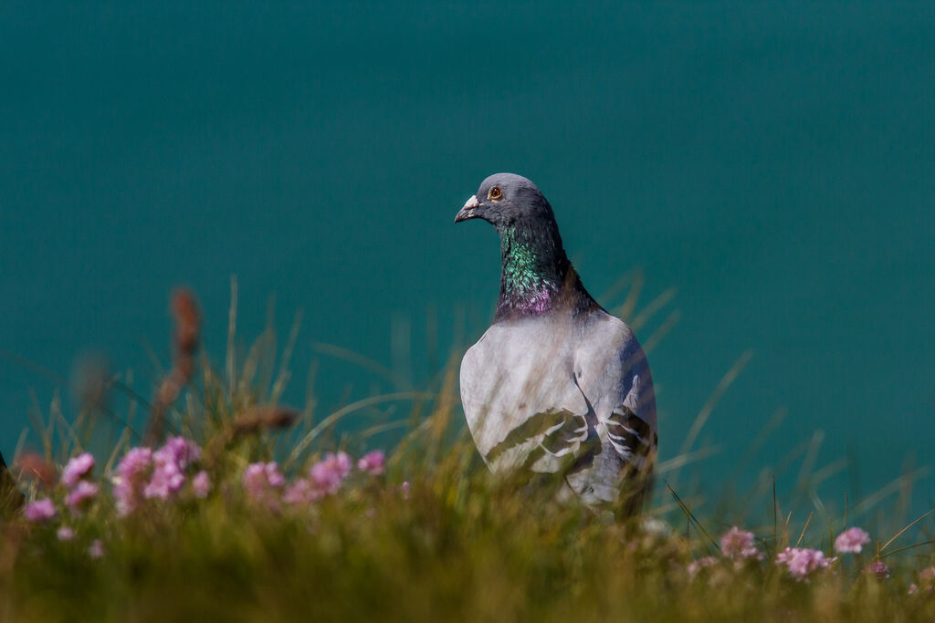 Pigeon biset