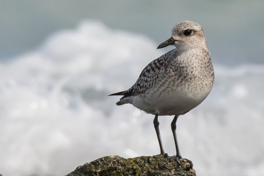 Pluvier argenté, identification, portrait