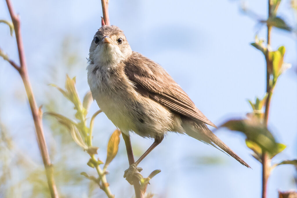 Rousserolle verderolle, identification, portrait