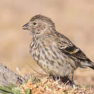 Serin d'Abyssinie