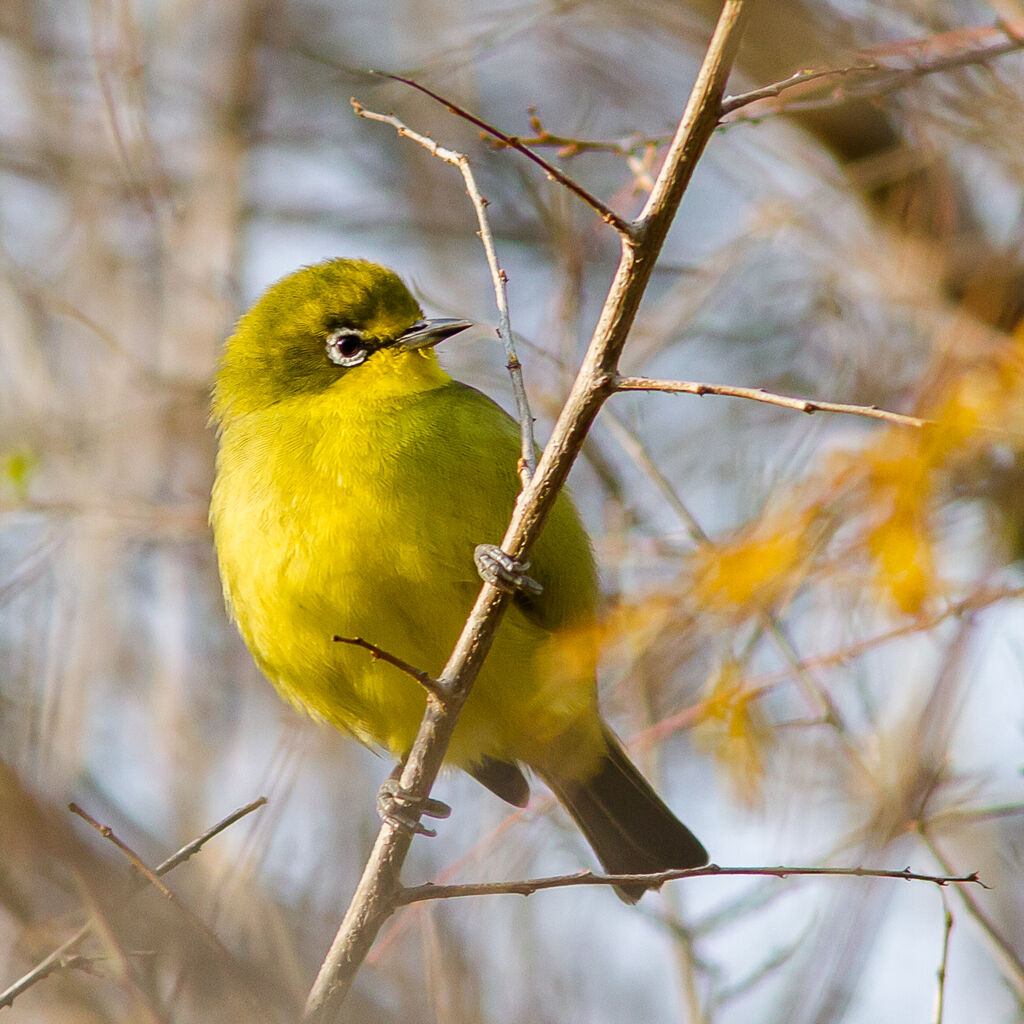 Zostérops jaune du Sud
