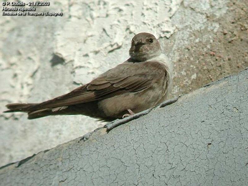 Eurasian Crag Martin