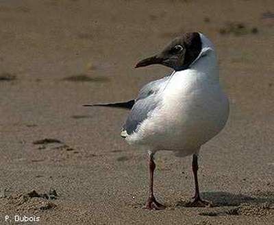 Mouette rieuse