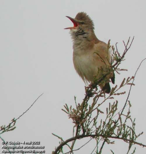 Great Reed Warbler