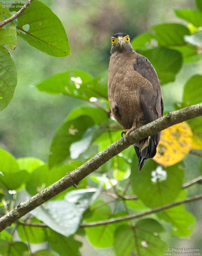 Serpentaire bacha, identification