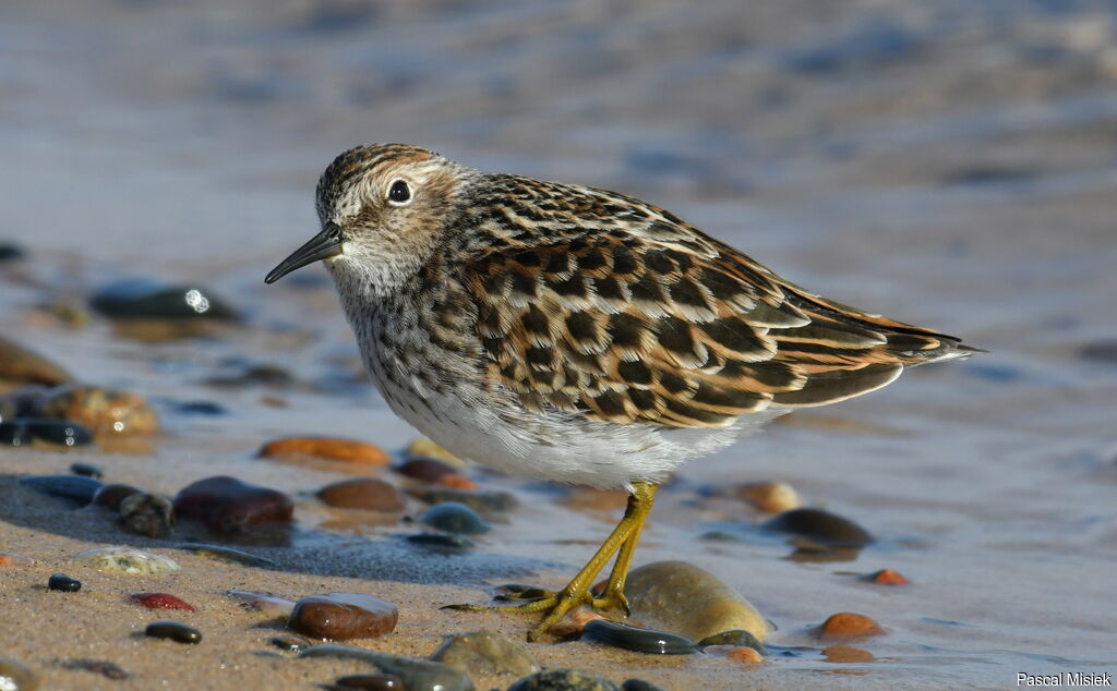 Bécasseau minusculeadulte nuptial, identification