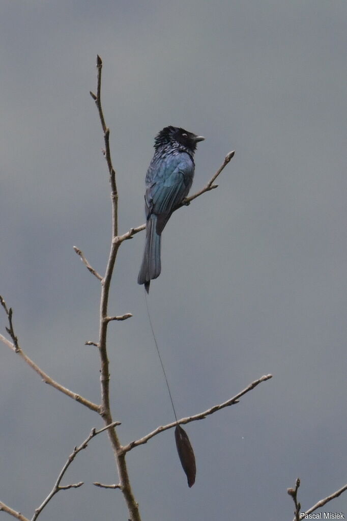Drongo à rames