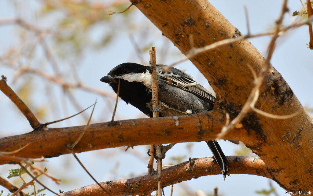 Mésange cendrée