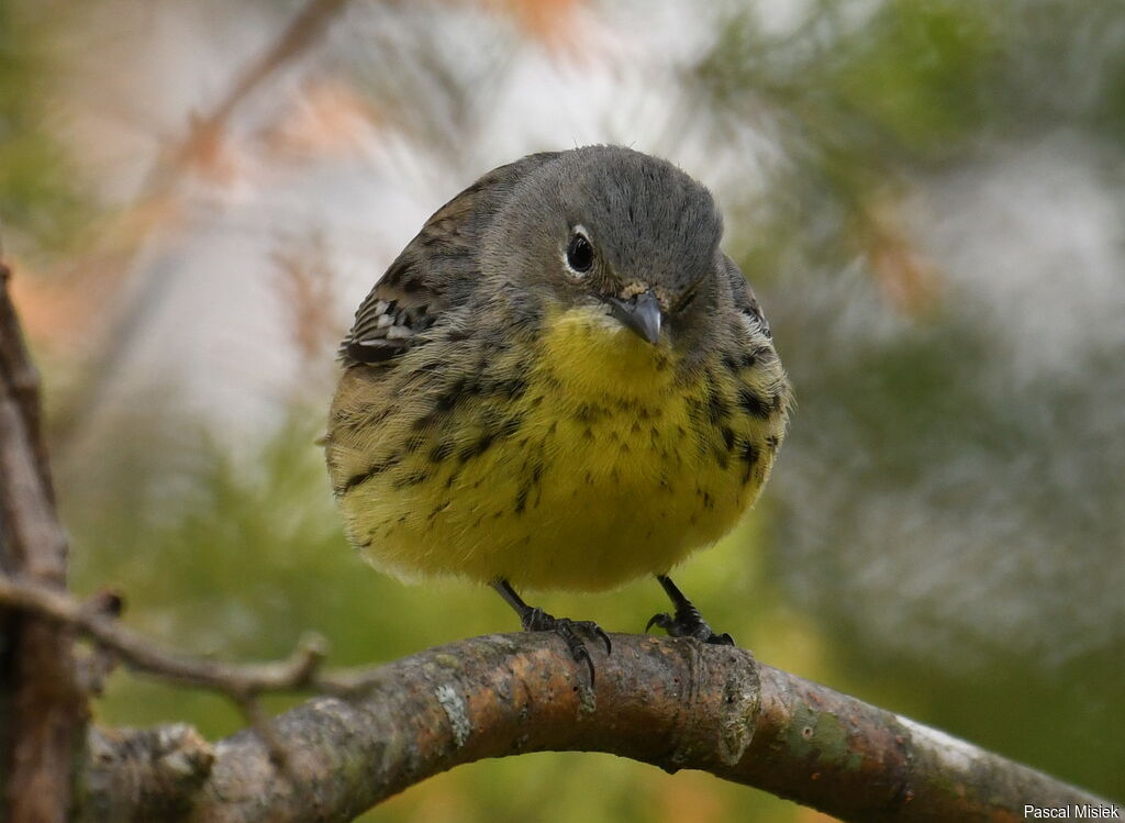 Paruline de Kirtland
