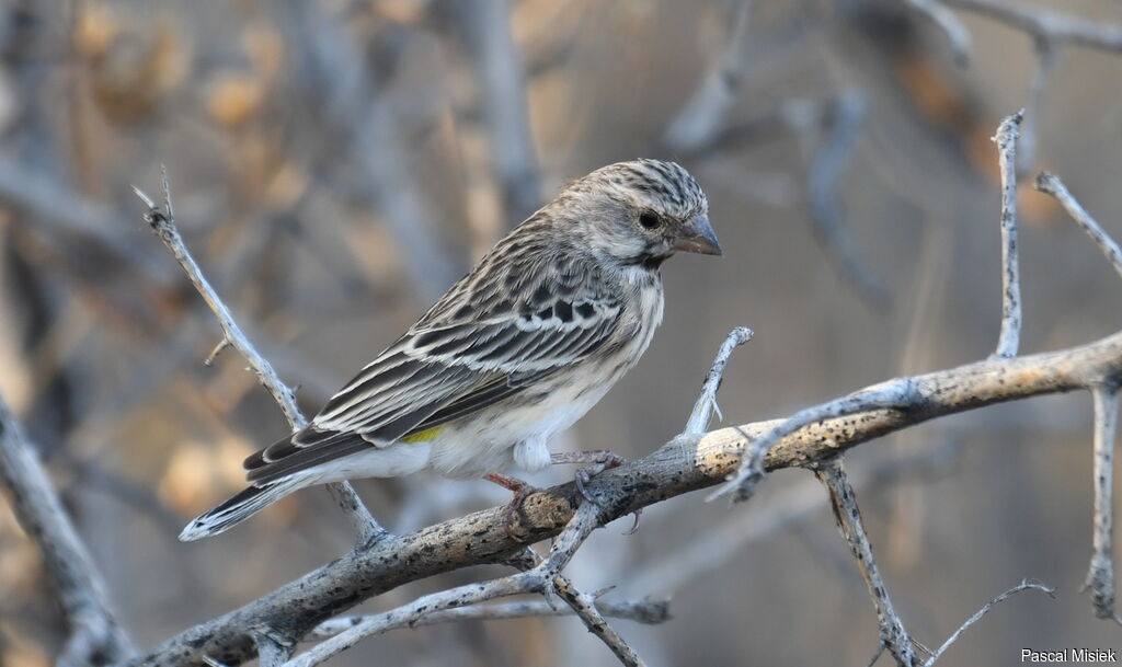 Serin à gorge noire