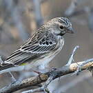 Serin à gorge noire