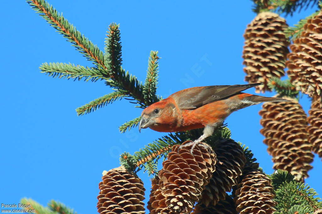 Bec-croisé des sapins mâle adulte, régime