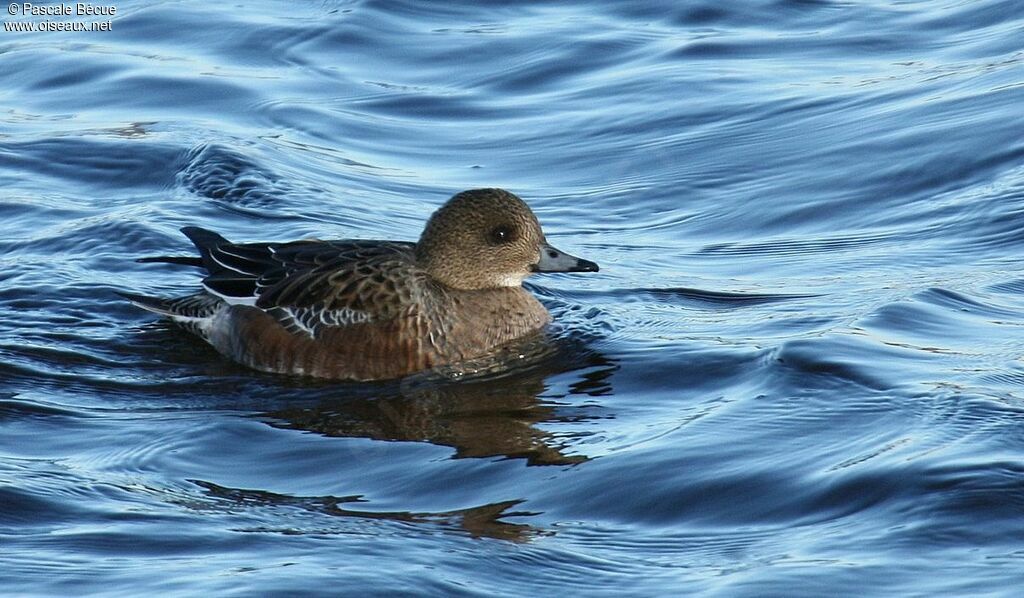 Canard siffleur femelle