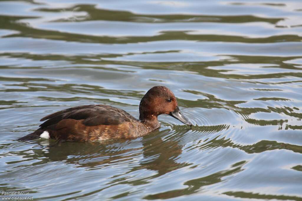 Ferruginous Duck female adult post breeding, identification