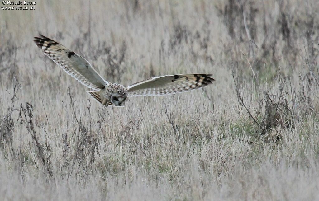 Short-eared Owladult