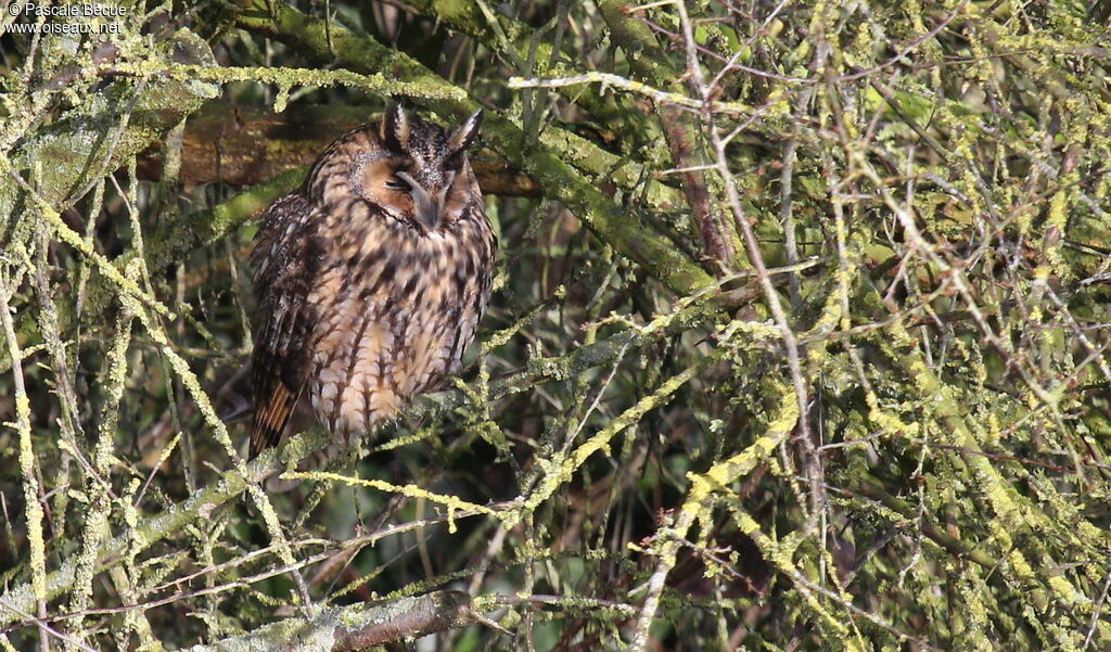 Long-eared Owladult