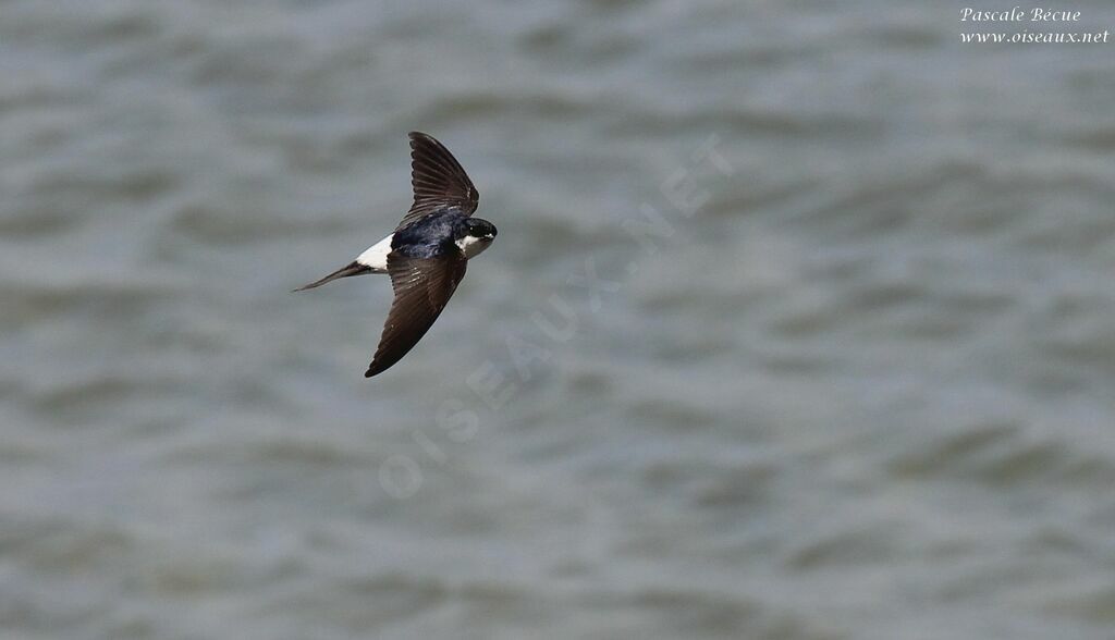 Western House Martinadult, Flight