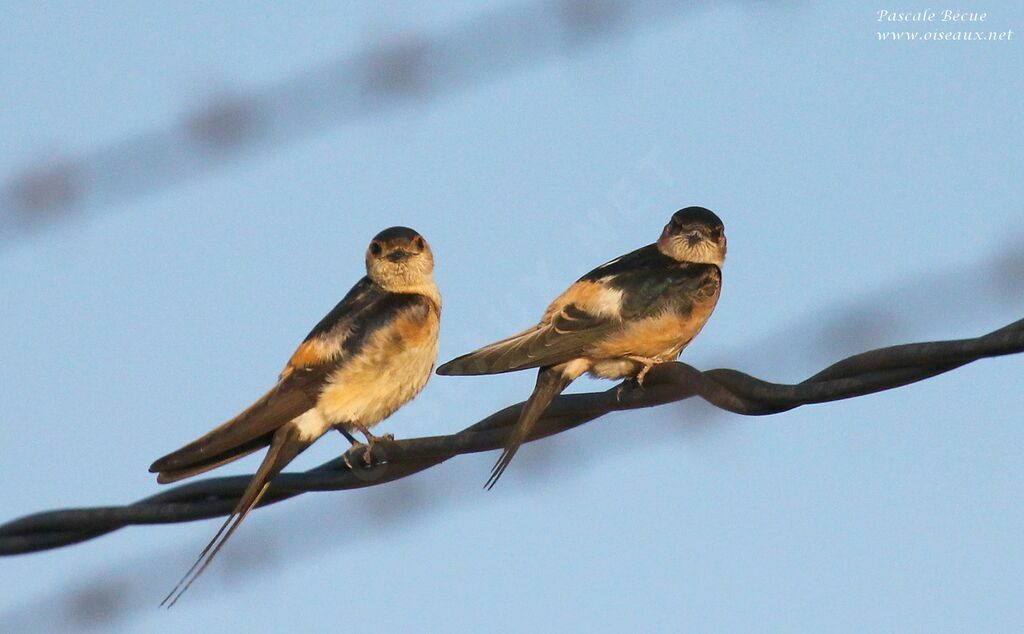 European Red-rumped Swallow