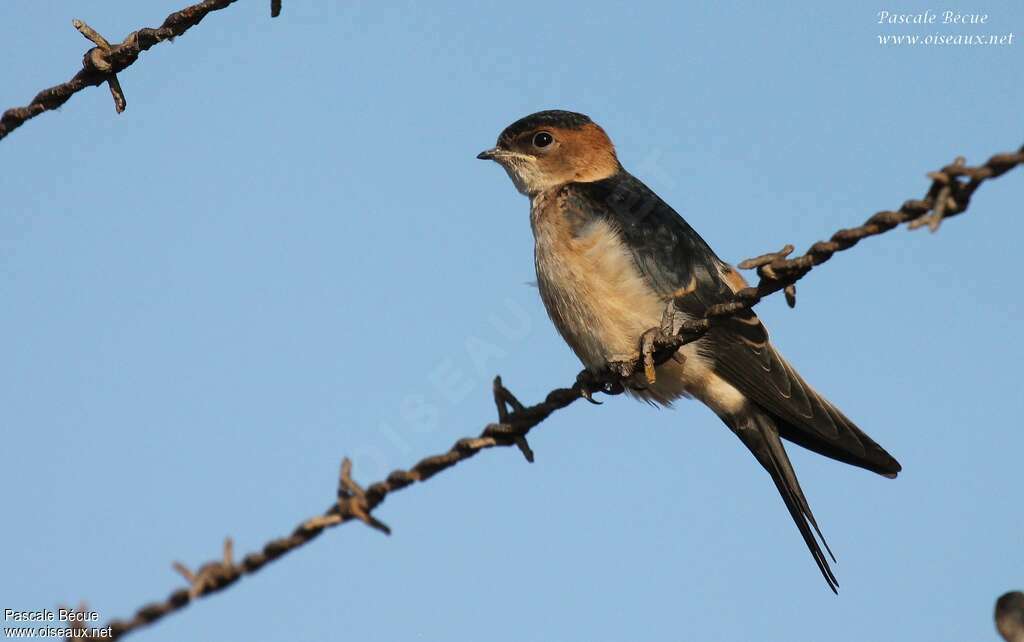 European Red-rumped Swallowjuvenile, identification
