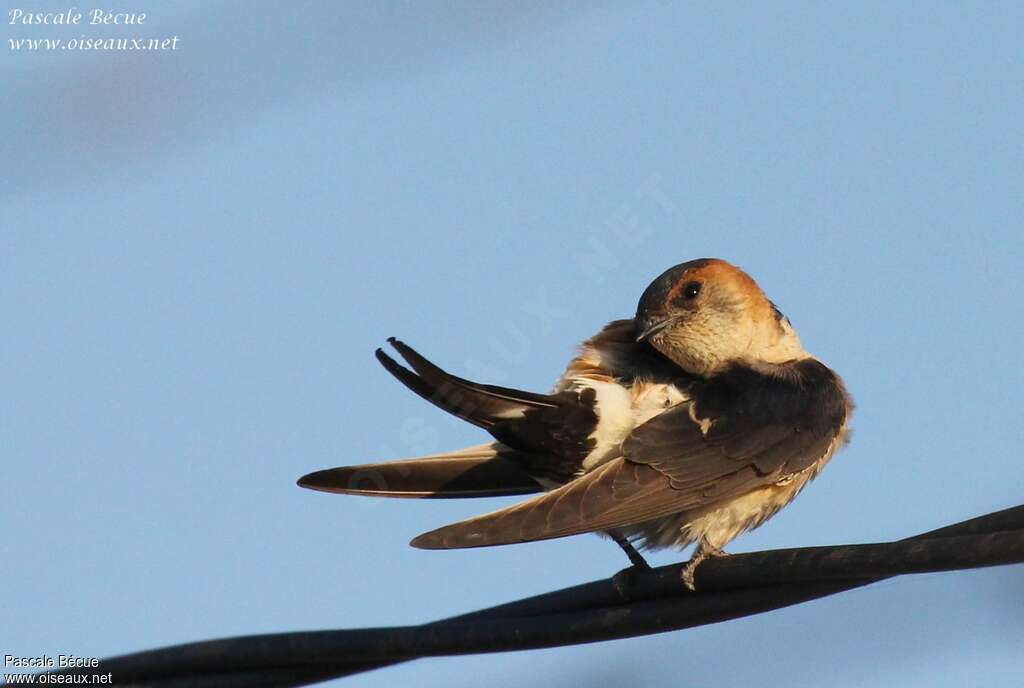 European Red-rumped Swallowadult, care