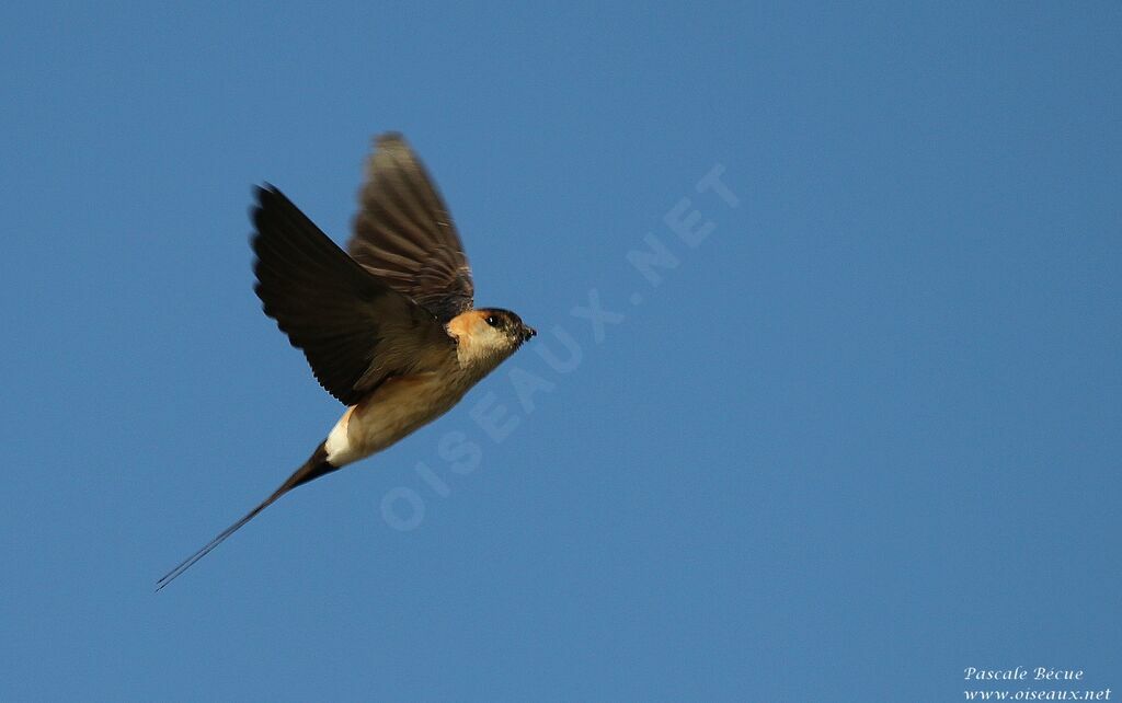European Red-rumped Swallowadult, Flight