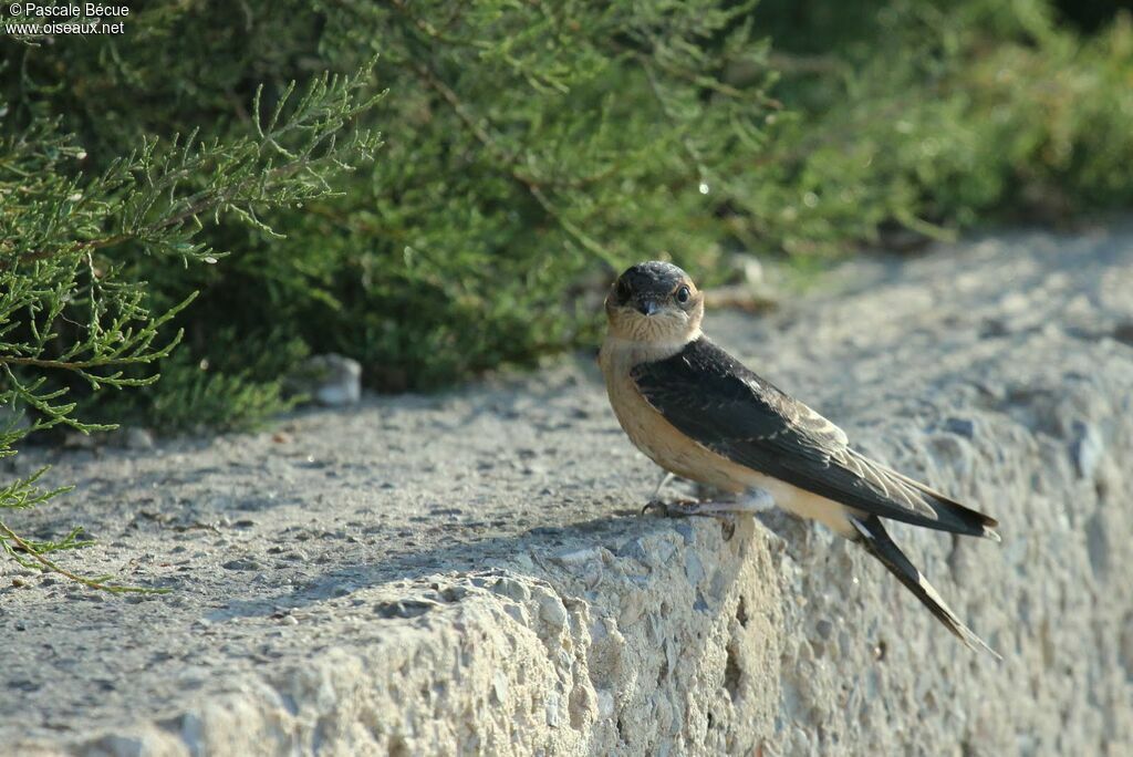 European Red-rumped Swallowjuvenile