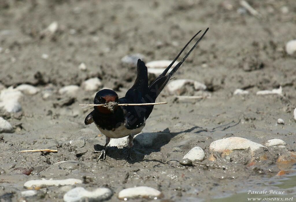 Hirondelle rustiqueadulte