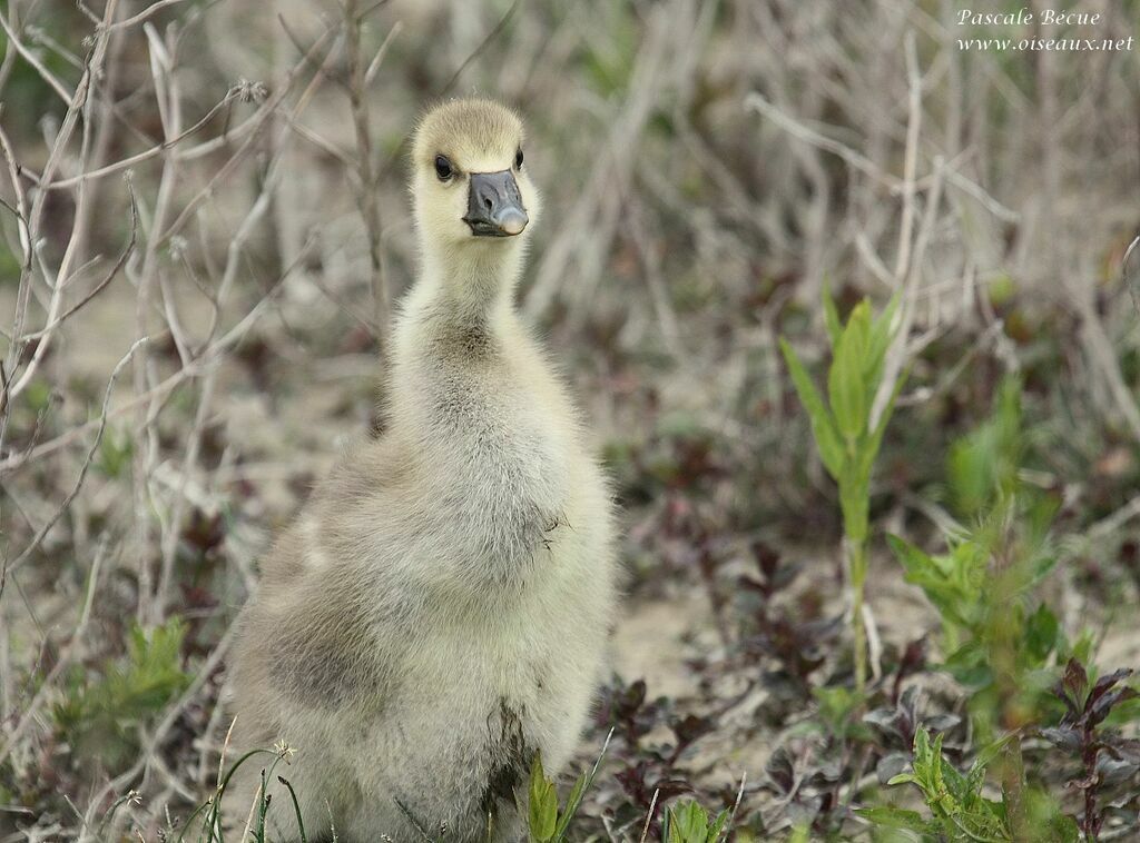 Greylag Goosejuvenile