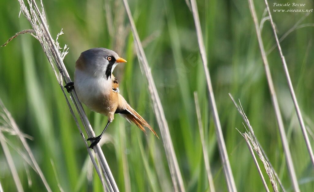 Bearded Reedling male adult
